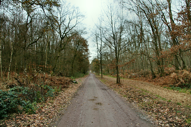 Flaesheimer Straße (Haard, Oer-Erkenschwick) / 20.11.2018