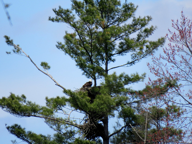 300 ft from my viewpoint to this tree. One of the Bald Eagles on the nest.