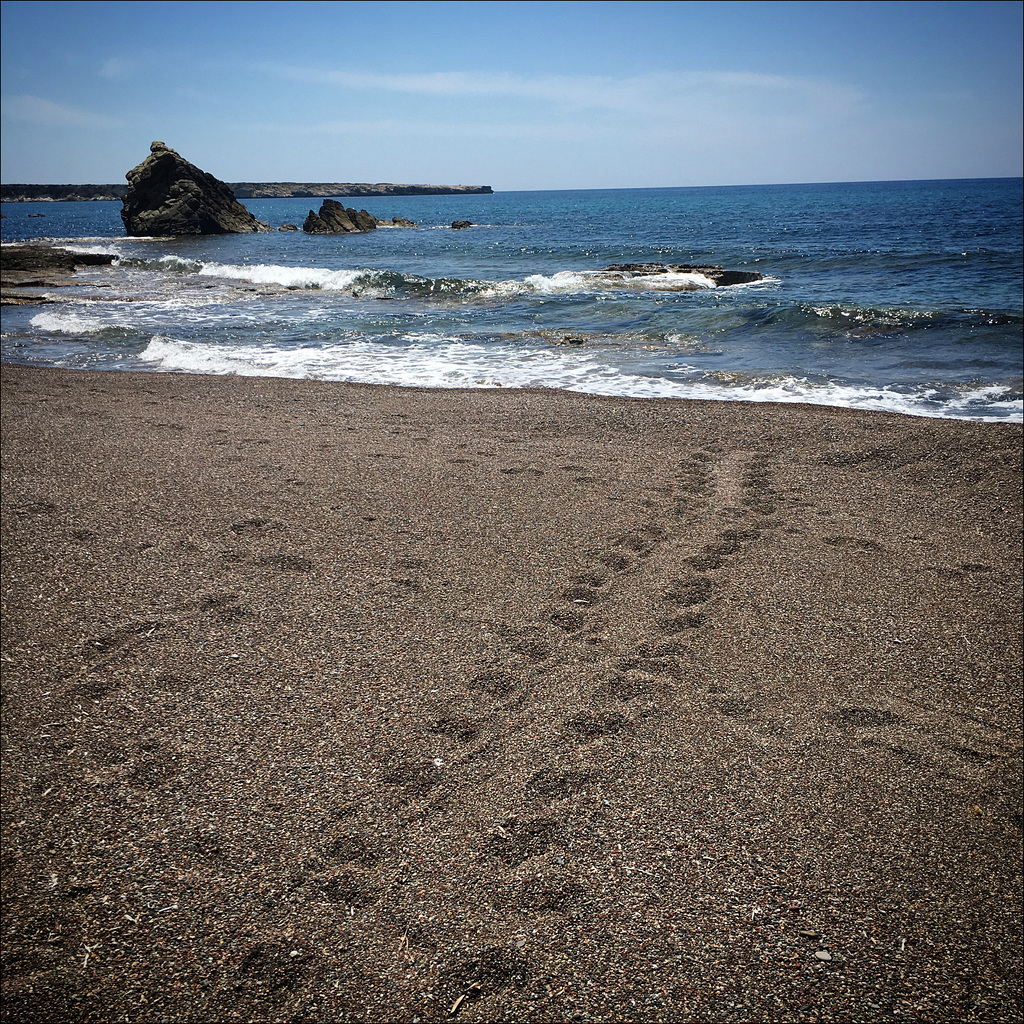 Turtle tracks. Great emotion.