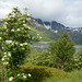 Norway, White Flowers in Lofoten Islands