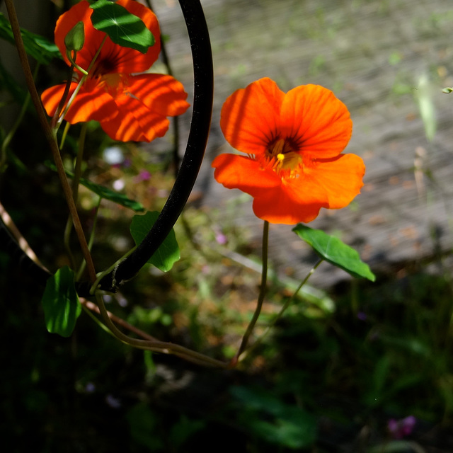 Une capucine au soleil ...