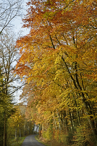 belles couleurs d'automne