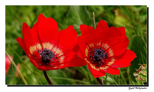 Duo Rouge ...