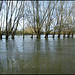 willows in the flood