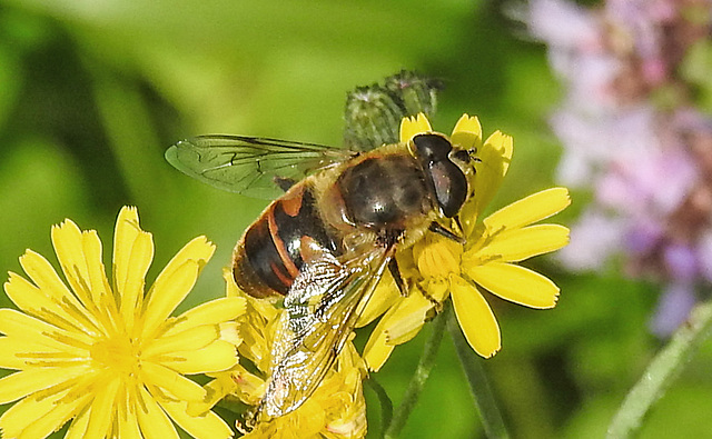 20230809 3578CPw [D~PB] Mistbiene (Eristalis tenax(, Steinhorster Becken