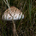 20140908 4926VRAw [NL] Pilz, Terschelling