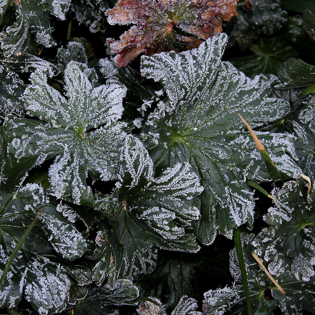 givre d'avril (3)