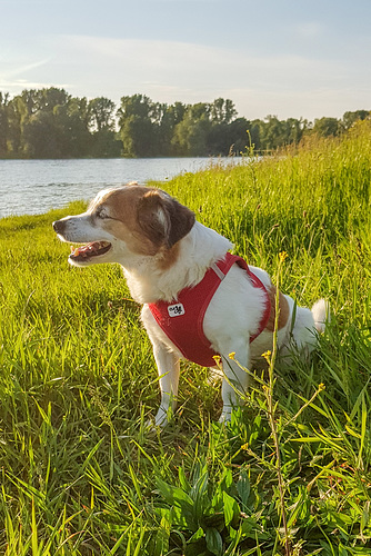 Jack Russel Terrier Clifford