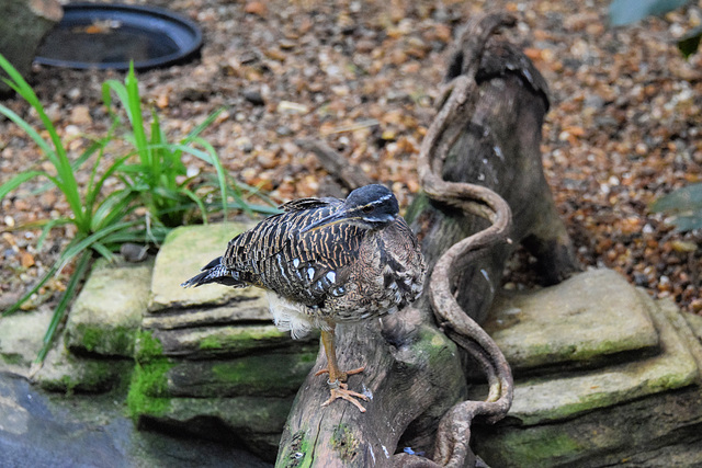 Sunbittern (1) - 3 August 2020