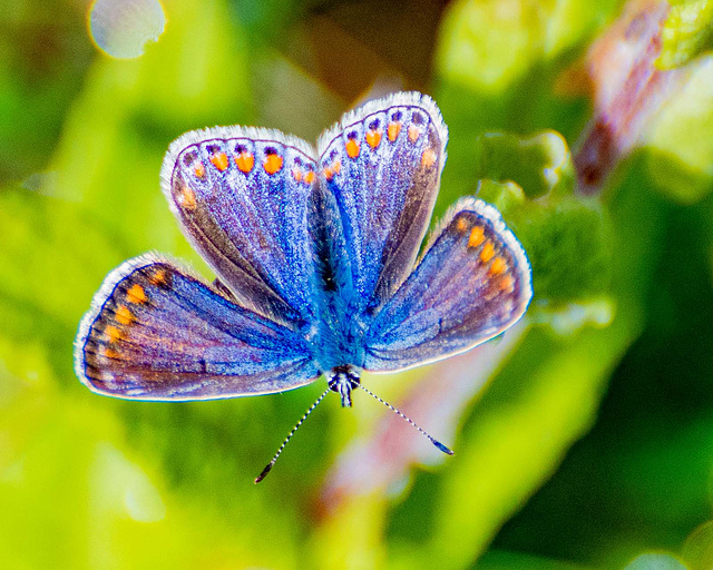 Common blue butterfly