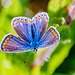 Common blue butterfly