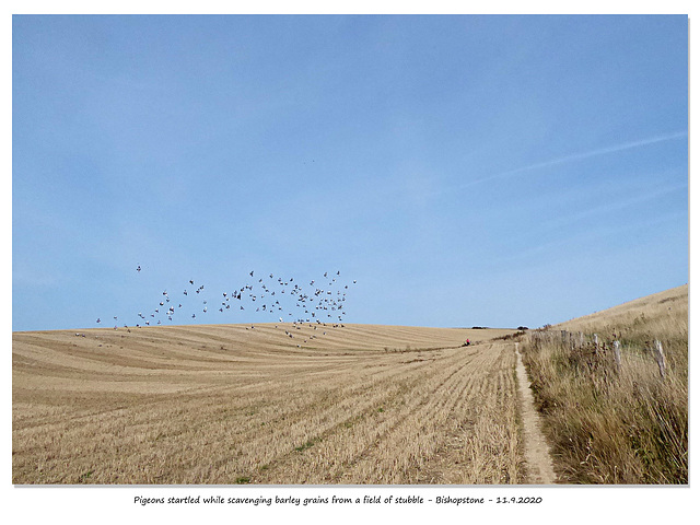 Startled pigeons Bishopstone 11 9 2020