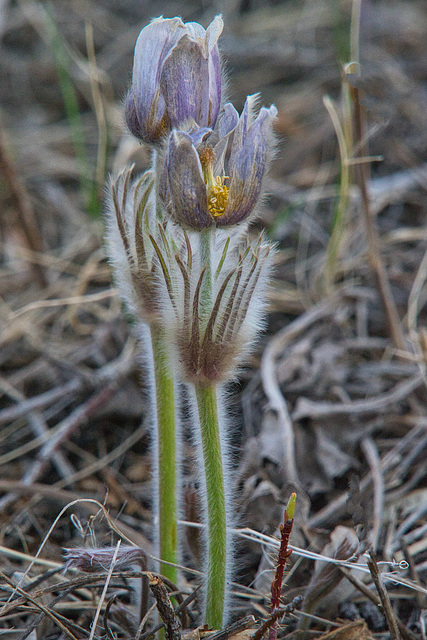 hairy crocus 3