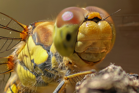 Sympetrum