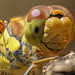 Sympetrum