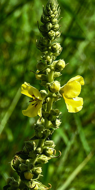 20230809 3579CPw [D~PB] Windblumen-Königskerze (Verbascum phlomoides), Steinhorster Becken