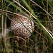 20140908 4925VRAw [NL] Pilz, Terschelling