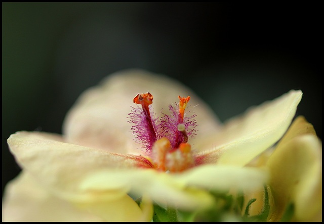 Verbascum Jackie