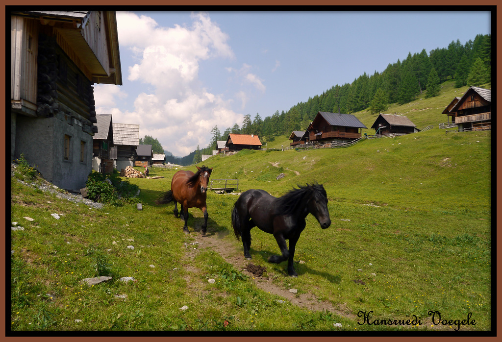 Noriker Pferde  auf der Dellacher Alm