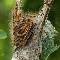 Western Tent Caterpillars