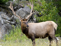 Elk