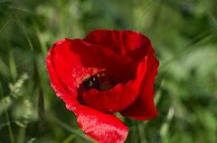 coquelicot