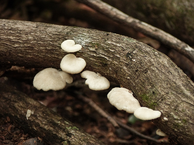 Fungi, Asa Wright Nature Centre, Trinidad, Bellbird walk, Day 4