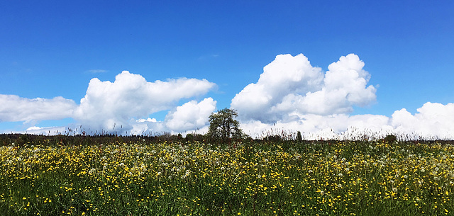 white clouds - Raperswilen West