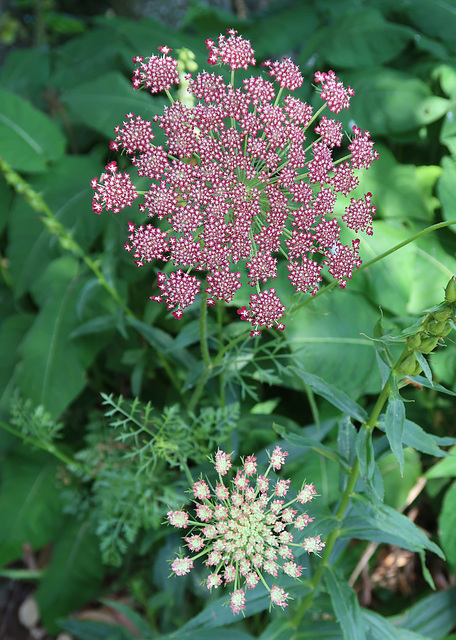 Umbels