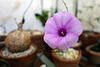 Ipomoea bolusiana L1010065