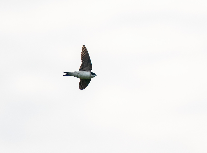 Sand martin