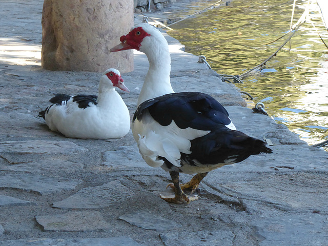 Muscovy Ducks - 29 September 2019