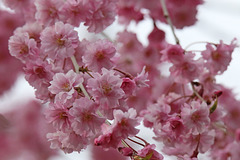 Weeping cherry blossoms