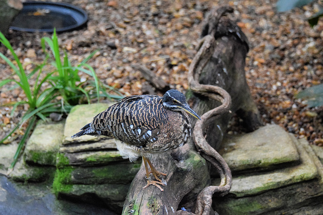 Sunbittern (2) - 3 August 2020