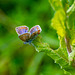 Common blue butterfly