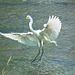 5/50 grande aigrette-great egret