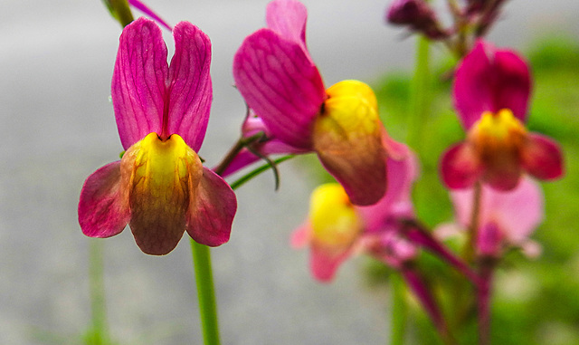 20220517 1042CPw [D~LIP] Marokkanisches Leinkraut (Linaria maroccana), Balkonblumen, Bad Salzuflen