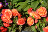 Alaska, Anchorage, Red Flowers off the Public Library