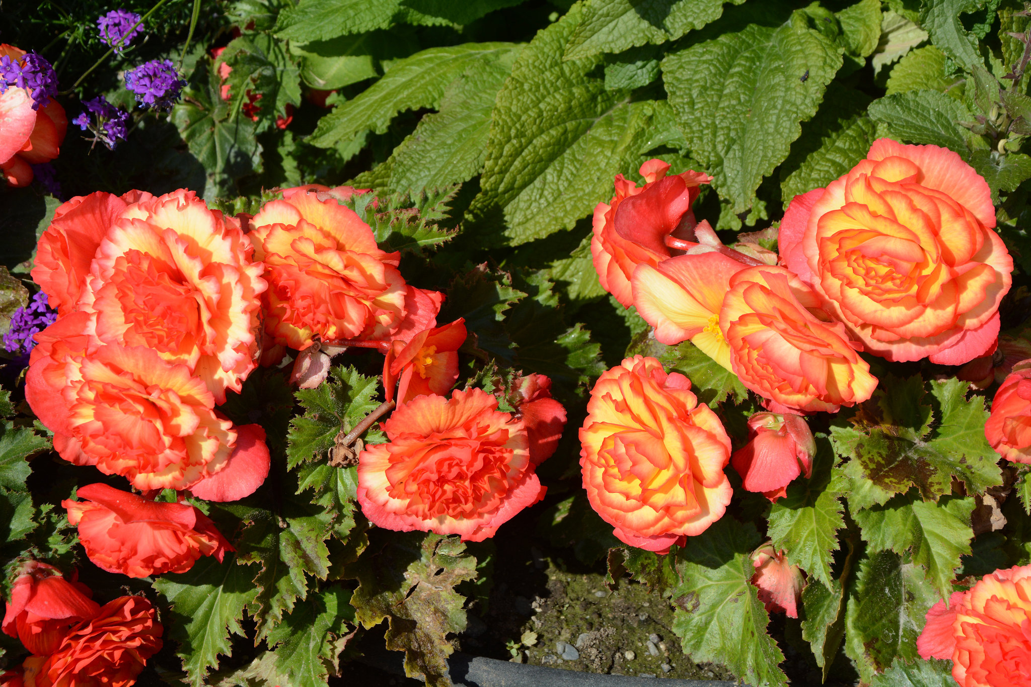 Alaska, Anchorage, Red Flowers off the Public Library