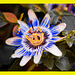 Passiflora caerulea:La flor de la pasión