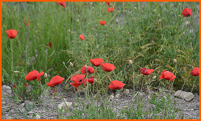 Poppies  and Stones