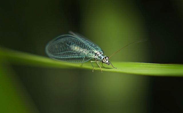 Die Florfliege (Chrysopidae) hat sich sehen lassen :))  The lacewing (Chrysopidae) was impressive :))   La chrysope (Chrysopidae) était impressionnante :))