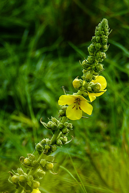 20230809 3580CPw [D~PB] Windblumen-Königskerze (Verbascum phlomoides), Steinhorster Becken