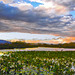 World Water Day 2025, Lake Hula, Israel