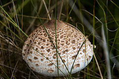 20140908 4924VRAw [NL] Parasolpilz (Macrolepiota procera) [Riesenschirmpilz], Terschelling