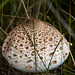 20140908 4924VRAw [NL] Parasolpilz (Macrolepiota procera) [Riesenschirmpilz], Terschelling