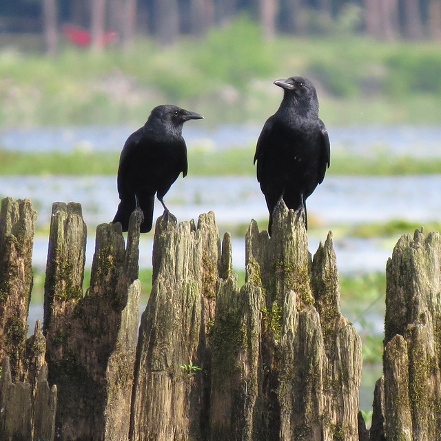 Fish crows