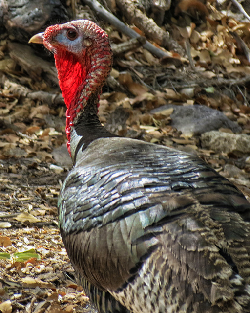 Wild Turkey