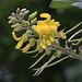 Silver Bush Flowers