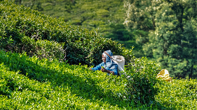 Tea plantation in Heritance Tea Factory, Nuwara Eliya, Sri Lanka